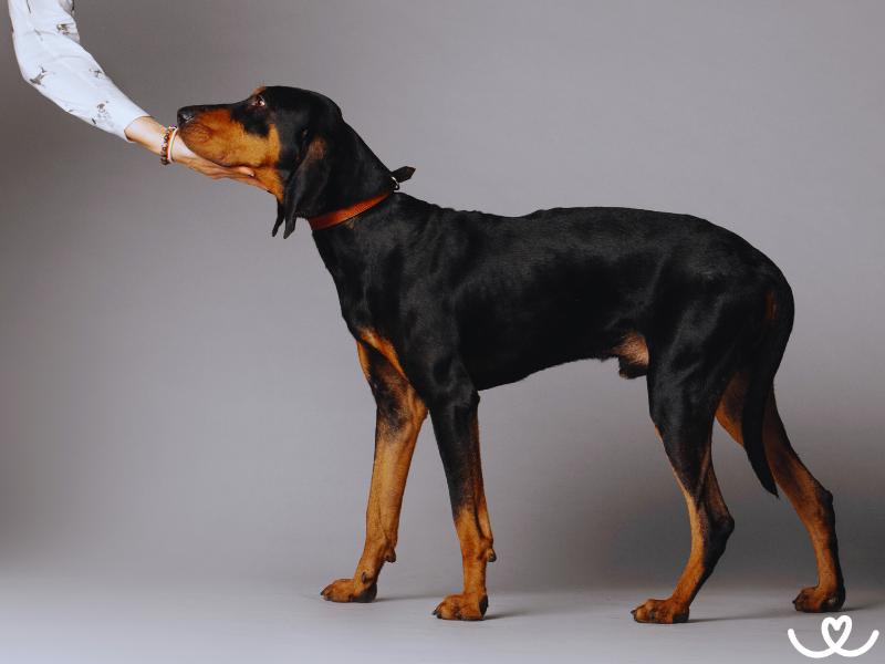 Plemeno-black-and-tan-coonhound (10)